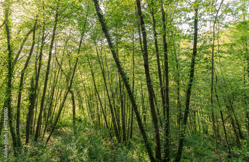 Tall trees in spring and green foliage