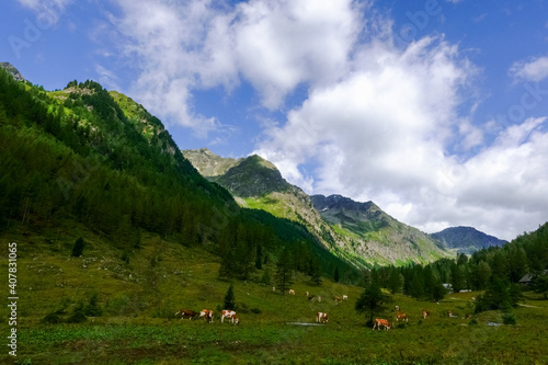 many cows on a meadow with green mountains and blue sky