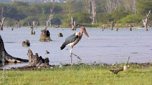 Maribou Stork at Lake Naivasha  Kenya photo