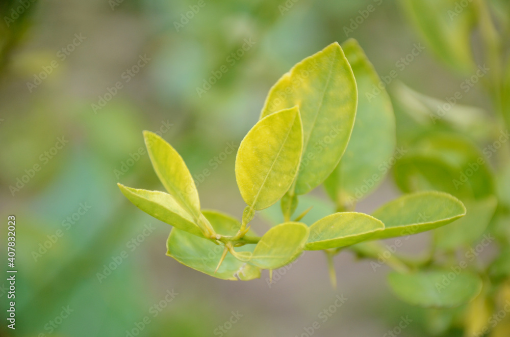 Obraz premium the ripe green leaves of lemon with plant in the farm.