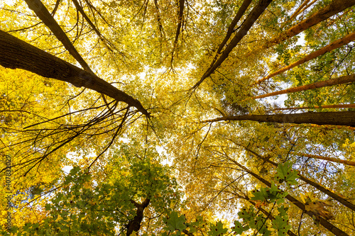 Beautiful natural autumn landscape with a view from the bottom to the trunks and tops of trees with golden bright orange autumn foliage against the sky.