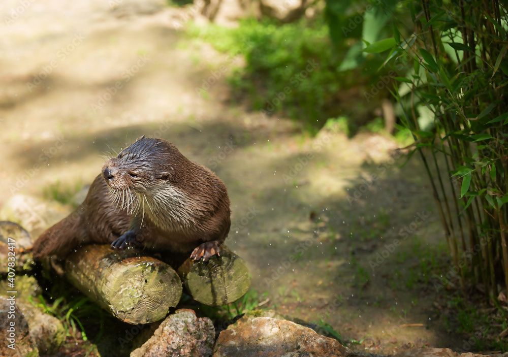 Asian small-clawed otter, Aonyx cinereus lying shakes off water on logs on a summer sunny day Asian small-clawed otter, Aonyx cinereus lying shakes off water on logs on a summer sunny day