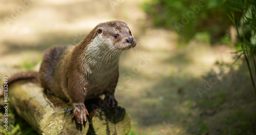 Asian small-clawed otter, Aonyx cinereus sitting on logs. 