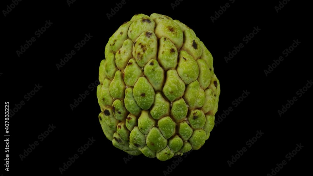Realistic render of a rotating Sugar-Apple (sweetsop) on black background. The video is seamlessly looping, and the 3D object is scanned from the real fruit.
Realistic render of a rotating Sugar-Apple (sweetsop) on black background. The video is seamlessly looping, and the 3D object is scanned from the real fruit.