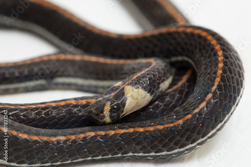 Malaysian Striped Coral Snake - Calliophis intestinalis- isolated on white background
 photo