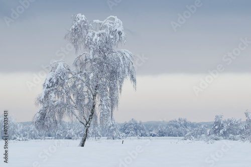 Trees in a snowy winter landscape
