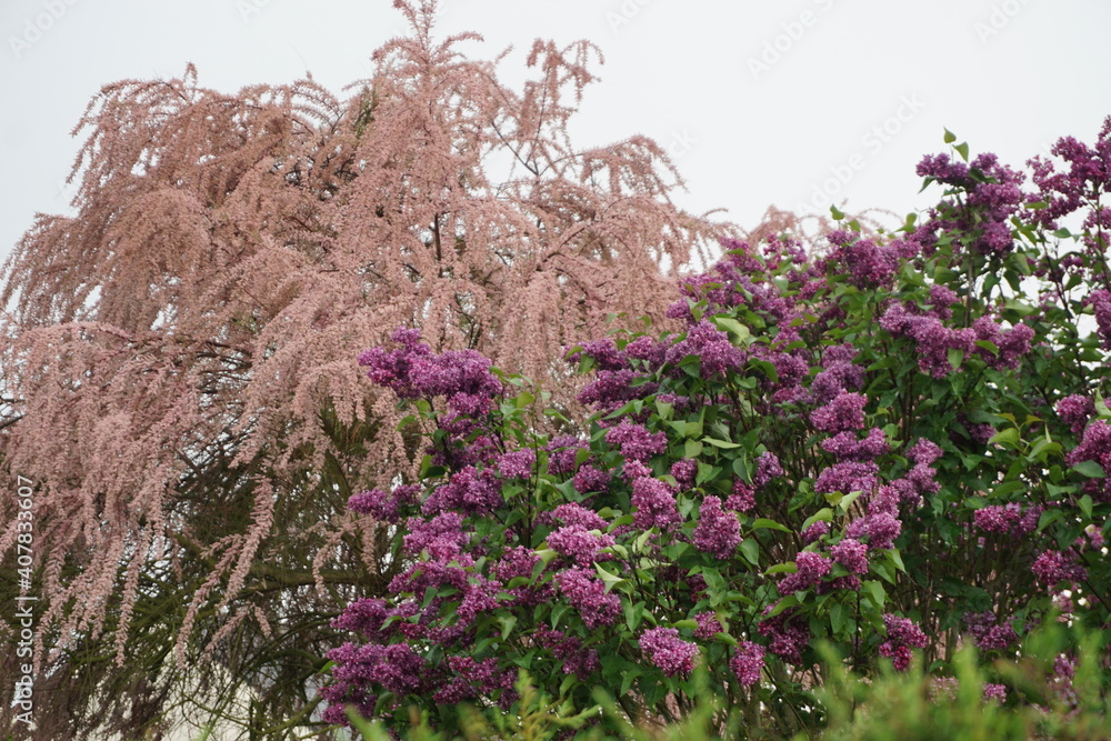 pink tamarisk and lilac trees in full bloom pink tamarisk and lilac trees in full bloom