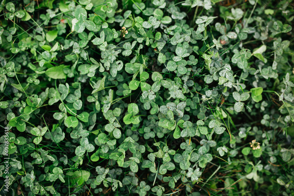 Autumn morning wet grass with dew drops, green background of clover Autumn morning wet grass with dew drops, green background of clover