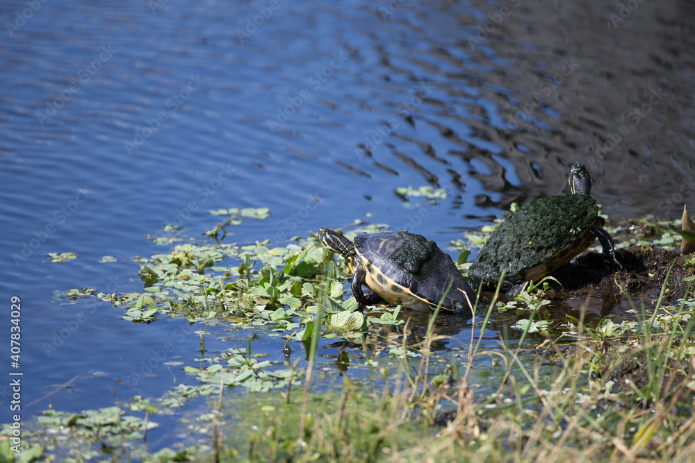 Fototapeta premium Painted turtles in Florida Marsh