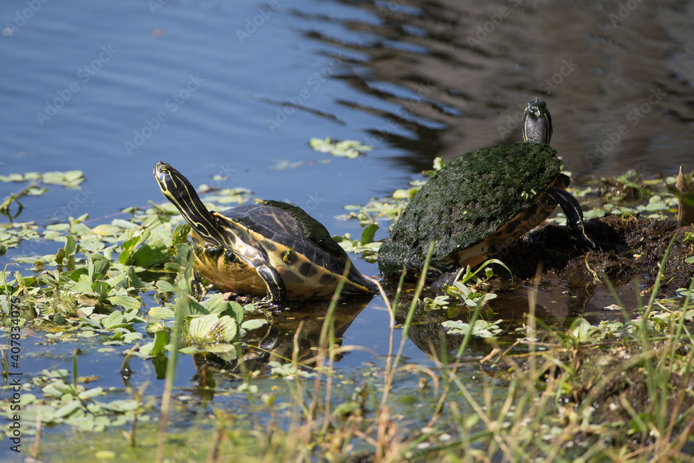Obraz premium Painted turtles in Florida Marsh