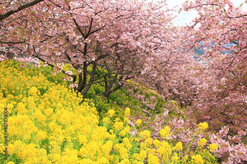 神奈川県松田市にある西平畑公園は、2月になると河津桜が咲き乱れ、山一面をピンク色に染めます。菜の花の黄色とのコントラストも鮮やかです。 
