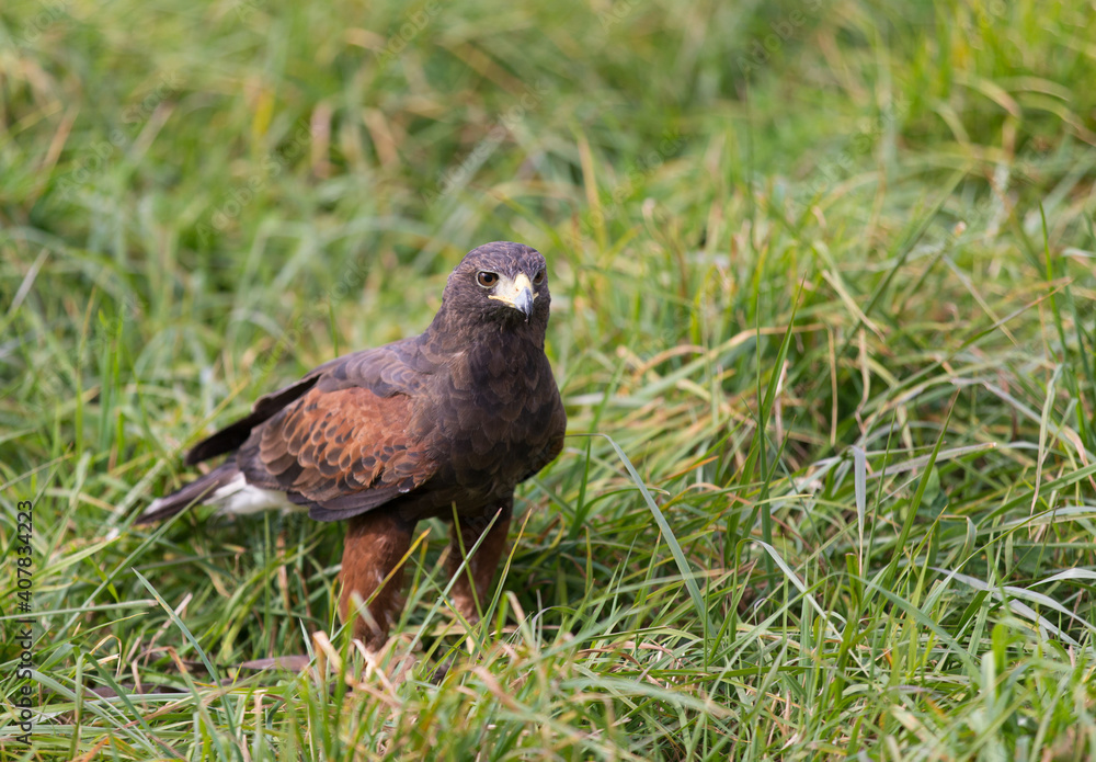 Harris Hawk in Southwest USA Harris Hawk in Southwest USA