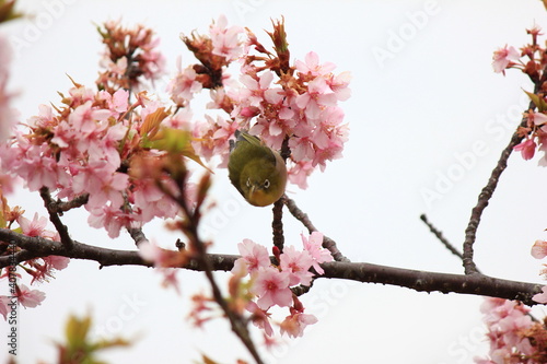 河津桜とメジロ 神奈川県松田市にある西平畑公園は、2月になると河津桜が咲き乱れ、山一面をピンク色に染めます。菜の花の黄色とのコントラストも鮮やかです。メジロ