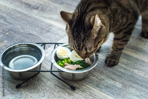 Fototapeta Naklejka Na Ścianę i Meble -  hungry cat eats fresh natural food. Cat food and diet concept