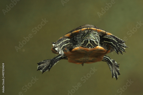 Midland Painted Turtle Swimming  under water