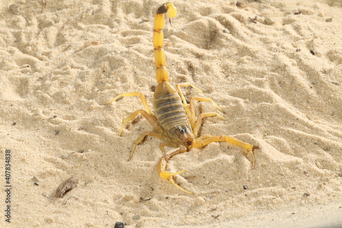 Deathstalker Scorpion (Leiurus Quinquestriatus)