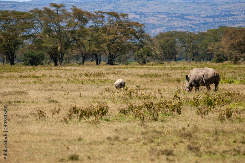 Black Rhino at Lake Nakuru Kenya