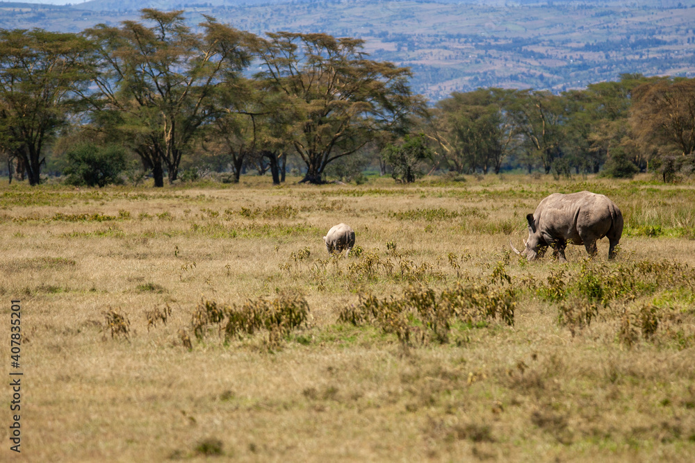 Black Rhino at Lake Nakuru Kenya Black Rhino at Lake Nakuru Kenya