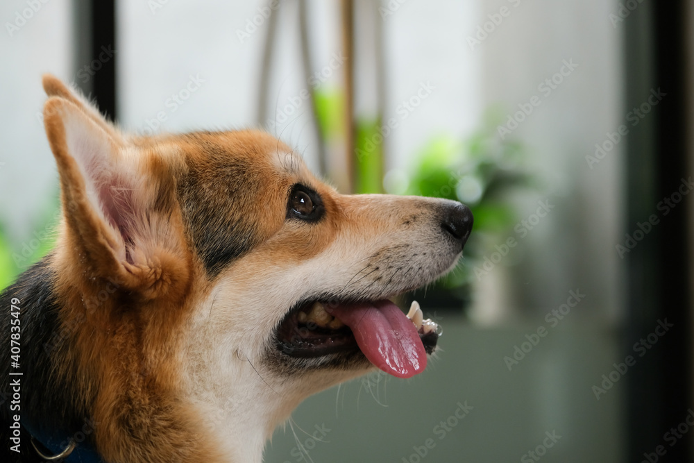 Corgi dog waiting for instructions and clapped her tongue,welsh lovely corgi animal friendly with people.