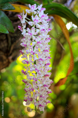 Rhynchostylis gigantea orchid  Beautiful orchids in the garden.