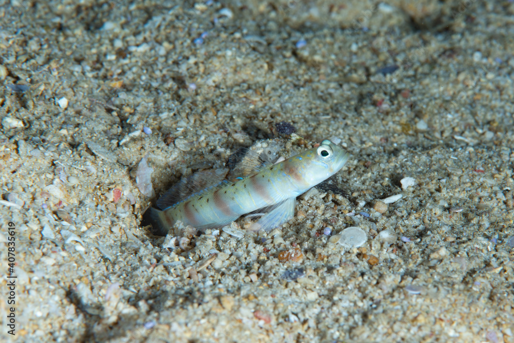 Masui's Shrimpgoby Amblyeleotris masuii Masui's Shrimpgoby Amblyeleotris masuii