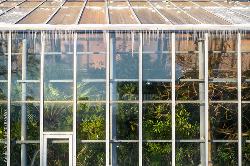 Icicles hanging down from a roof tropical greenhouse in winter at sunny frosty day. Indoor garden.