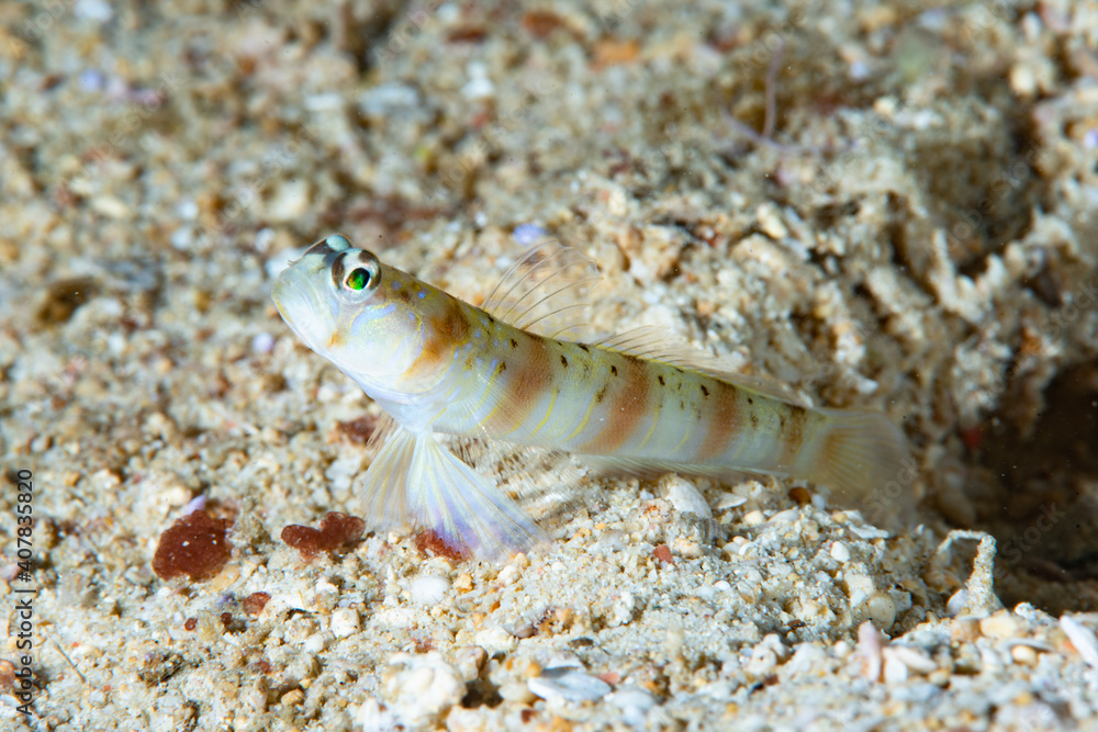 Masui's Shrimpgoby Amblyeleotris masuii Masui's Shrimpgoby Amblyeleotris masuii
