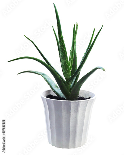 Aloe plant in pot.