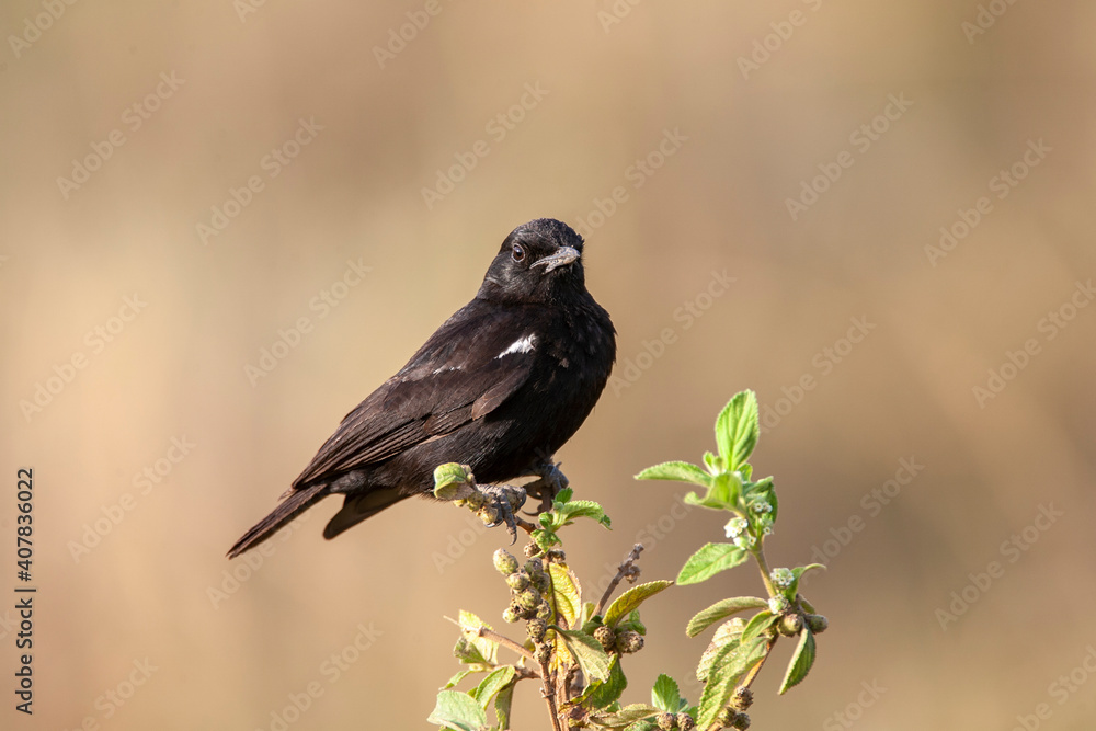 Fototapeta premium Sooty Chat at Lake Nakuru Kenya Africa