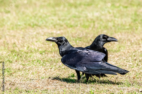 Carrion crow (Corvus corone) black bird perched on branch.