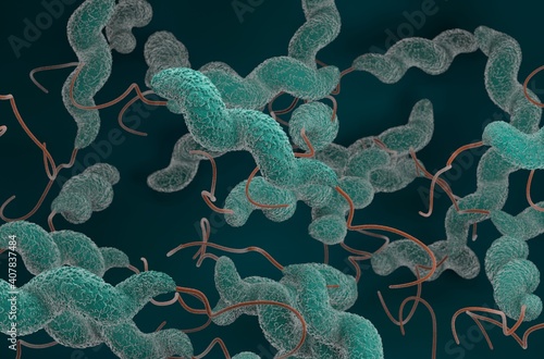 Campylobacter jejuni bacteria 3d render illustration photo