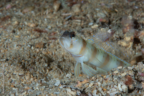 Masui s Shrimpgoby Amblyeleotris masuii