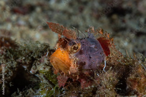 Mozambique Scorpionfish Parascorpaena mossambica
