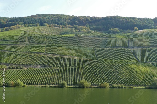 Weinberge im Sommer mit grünlicher Mosel