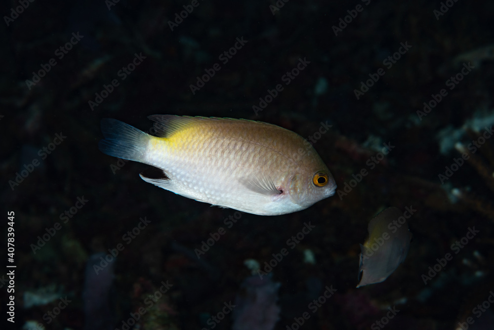 Blackspot Damsel Pomacentrus stigma Blackspot Damsel Pomacentrus stigma