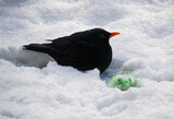 Common blackbird eating fat ball in a deep snow during winter weather.
