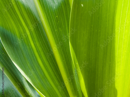 Close up detail of green corn leaf with vertical vein pattern  healthy agricultural plant  organic farming