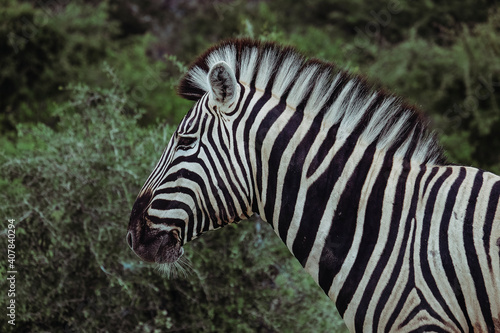 closeup zebra