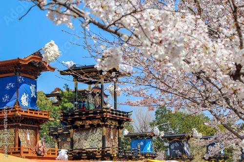 犬山祭と桜