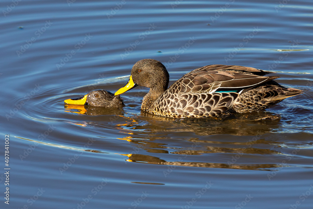 Fototapeta premium Pair of Yellow Billed Ducks on a pond busy with courtship