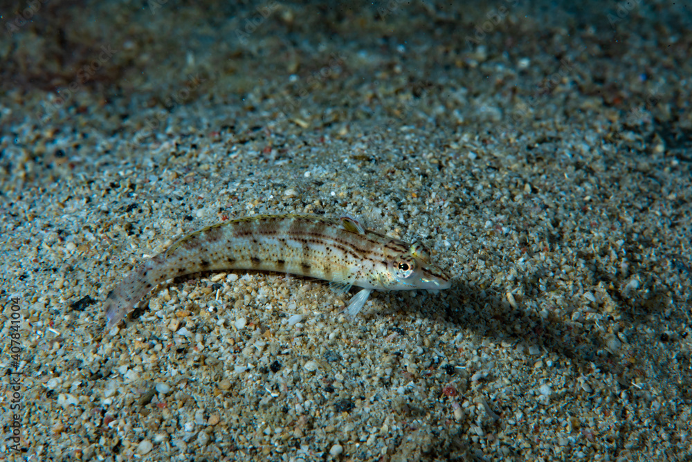 Sharpnose Sandperch Parapercis cylindrica Sharpnose Sandperch Parapercis cylindrica