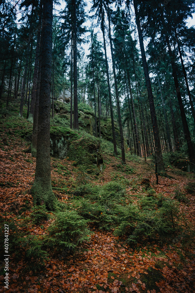 Fototapeta premium forest in autumn