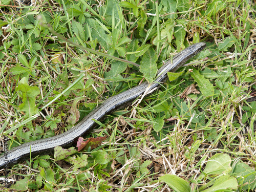 (Anguis fragilis) Orvet fragile ou orvet commun, le dos texturé de grandes bandes sombres se déplaçant discrètement dans de la végétation humide et ombragée d'une clairière de Forêt-Noire (Allemagne) photo