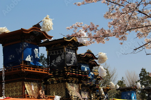 犬山祭と桜