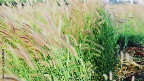 Yellow grass slightly swaying in the wind in the sunney day, plants for natural background. photo