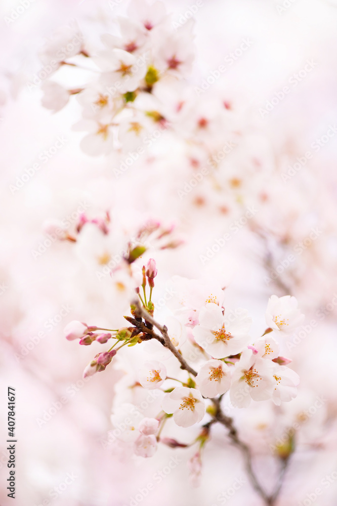 癒しの春 癒しの春