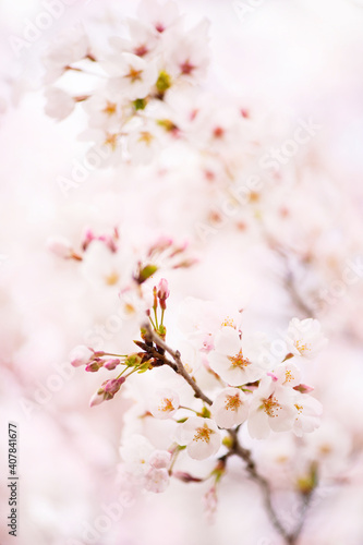 癒しの春 © tomiyama