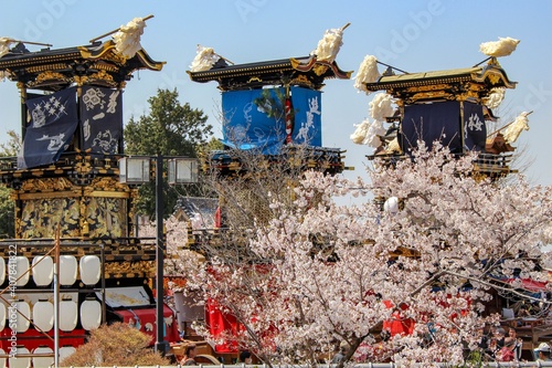 犬山祭と桜