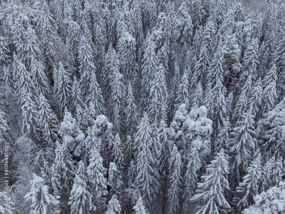 Aerial view of white fluffy covered fir trees in winter forest Aerial view of white fluffy covered fir trees in winter forest