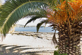 View of the beach through the leaves of a flowering palm tree. Beautiful coast in Greece. Selective focus.